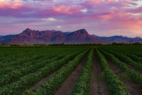 Audit: Arizona let Saudi farms rent state land at cheap rates while ...